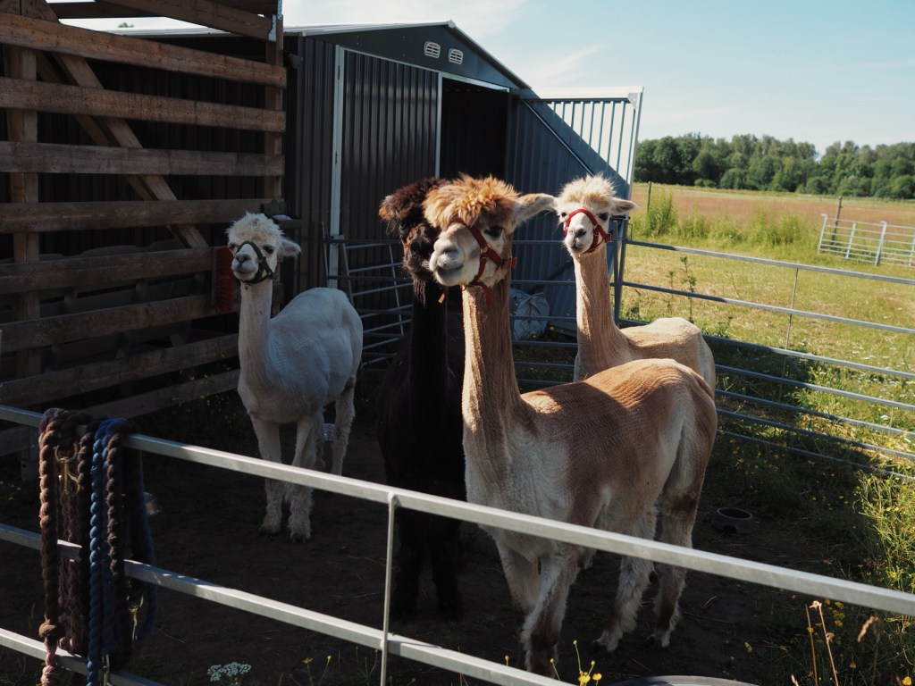 Alpackapromenad och en&nbsp;sydspets